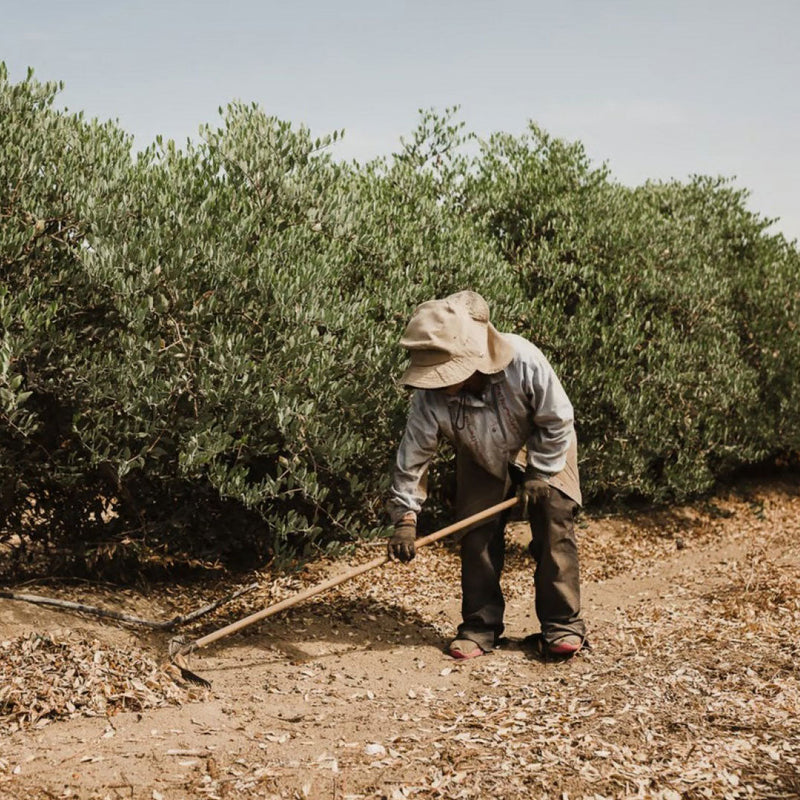 Jojobino olje: zlati čudež