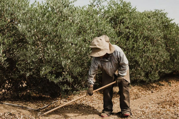 Jojobino olje: zlati čudež