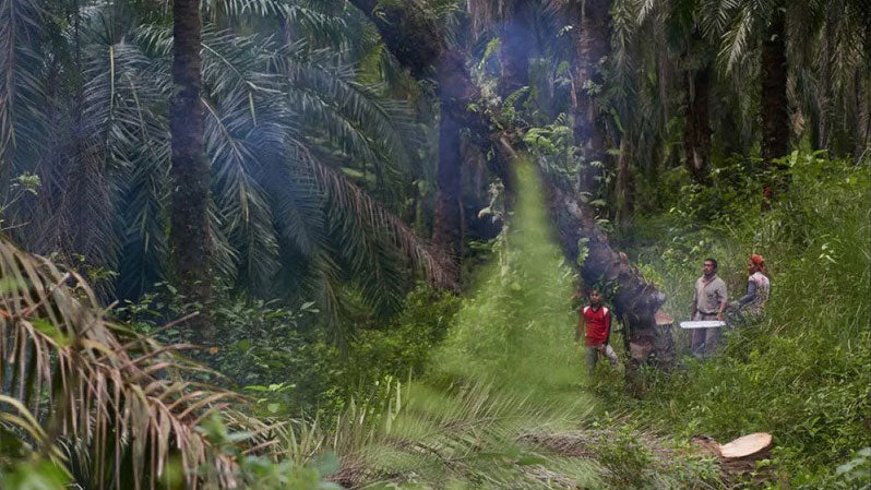 Prakticiranje permakulture na Sumatri: regenerativno olje pačulija